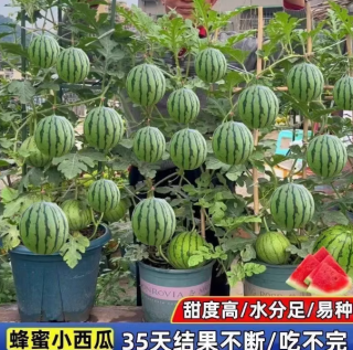 盆栽西瓜种子无籽蜂蜜小西瓜种子高产水果种子阳台庭院四季播种籽